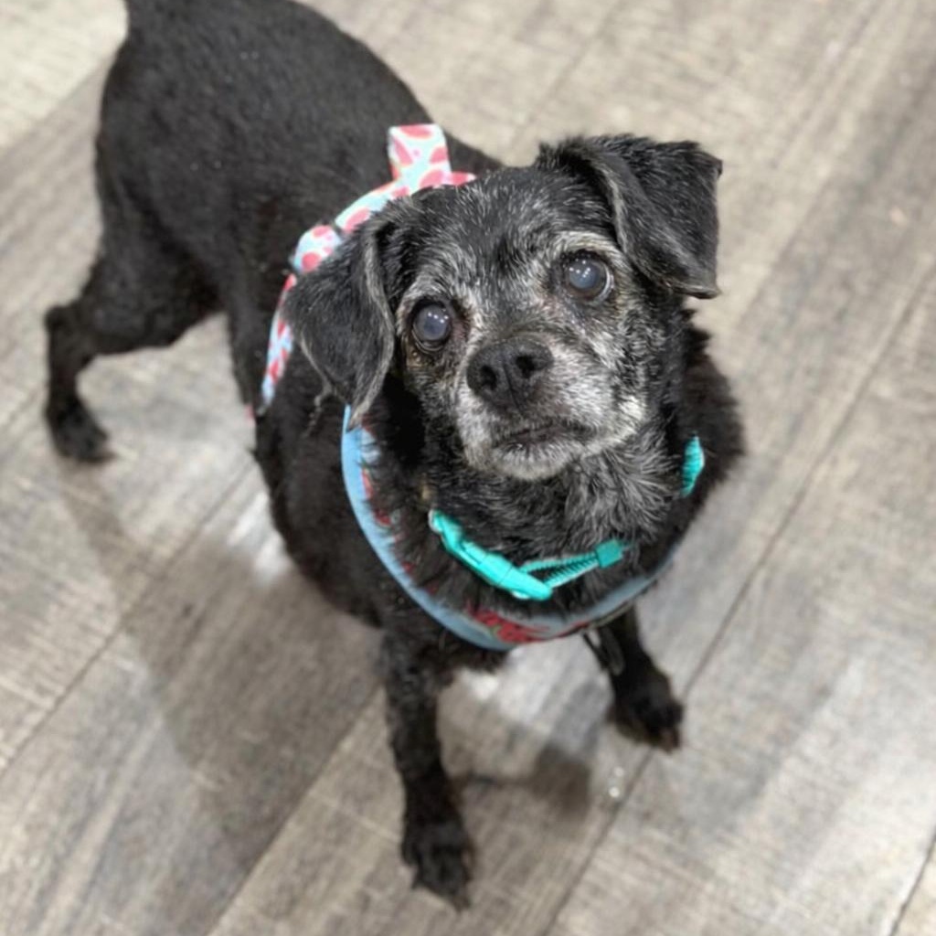 Lucinda, a ADOPTABLE mixed breed in Mahwah, NJ image 4/4