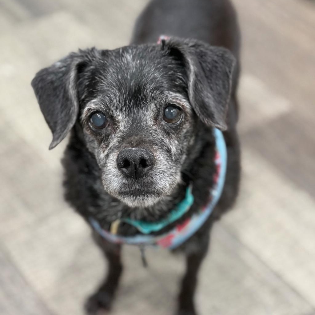 Lucinda, a ADOPTABLE mixed breed in Mahwah, NJ image 2/4