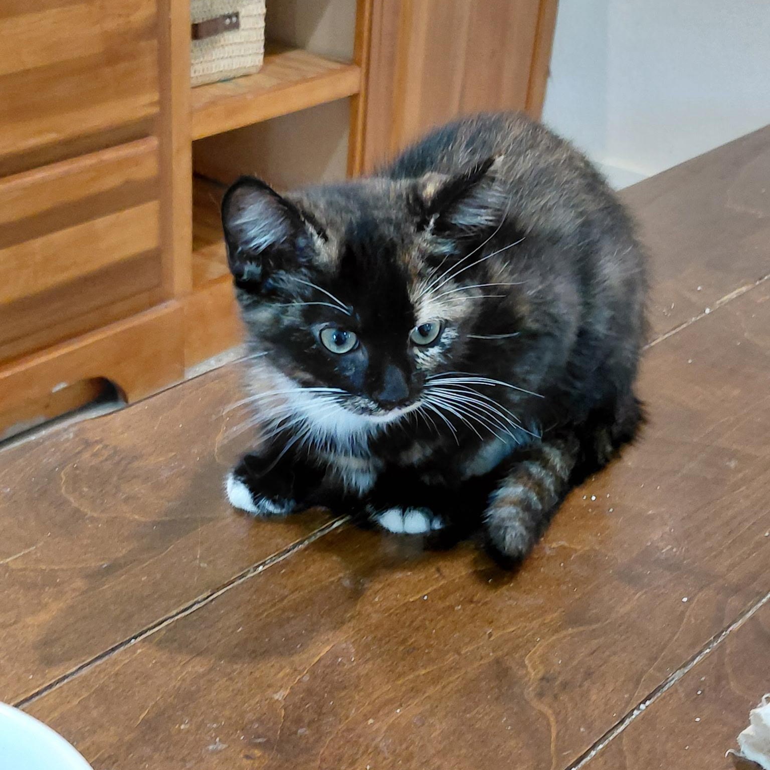 Willa, an adopted Calico in Charlotte, NC image 2/2