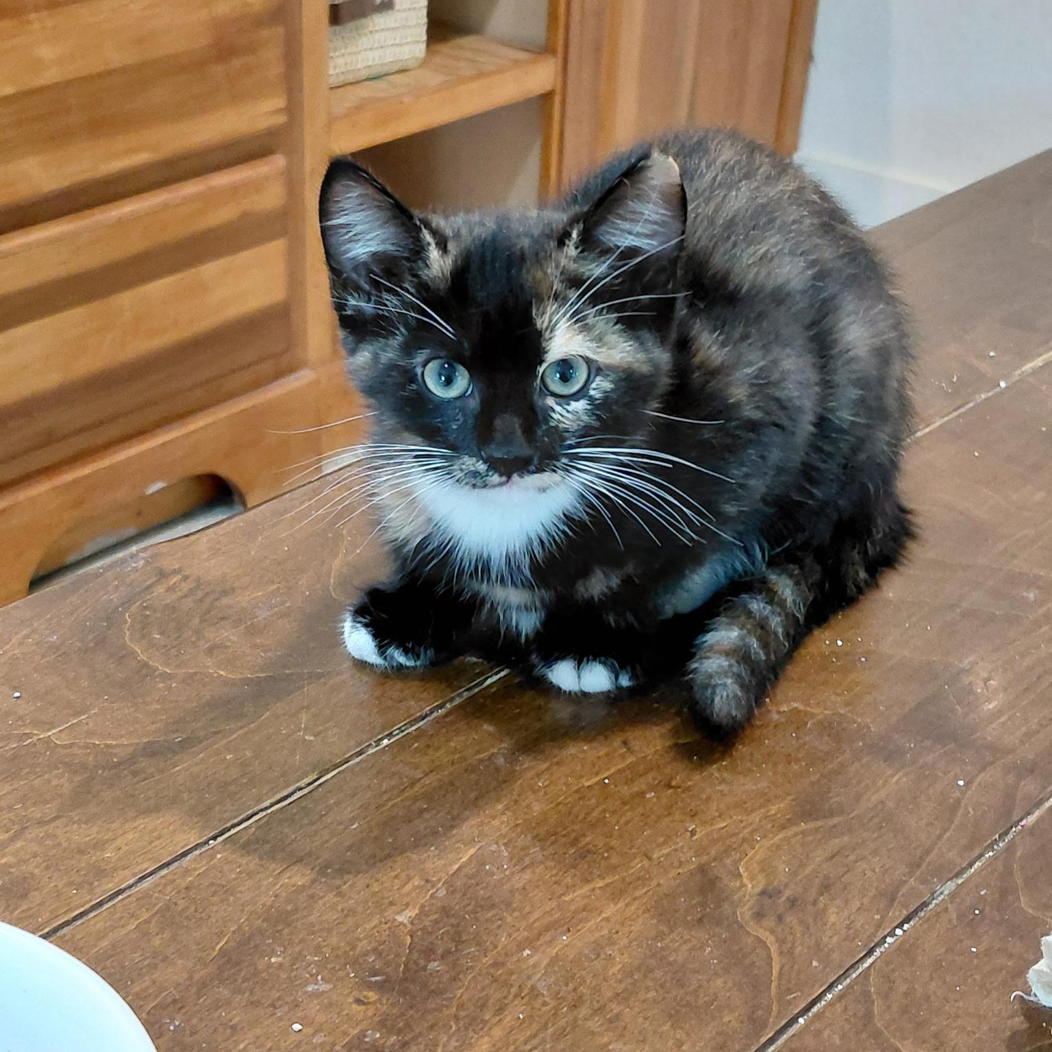 Willa, adopted, Kitten Female Calico.