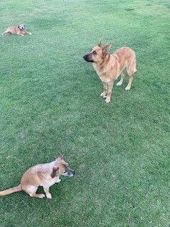 Greta, Adoptable, Young Female German Shepherd Dog.