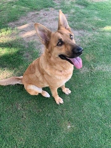 Greta, a Adoptable German Shepherd Dog in Rancho Palos Verdes, CA image 2/3