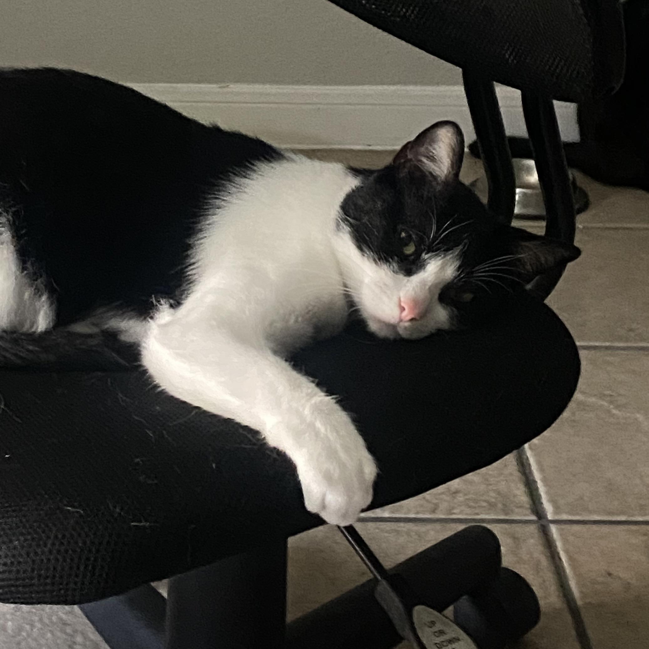 Sylvester photo