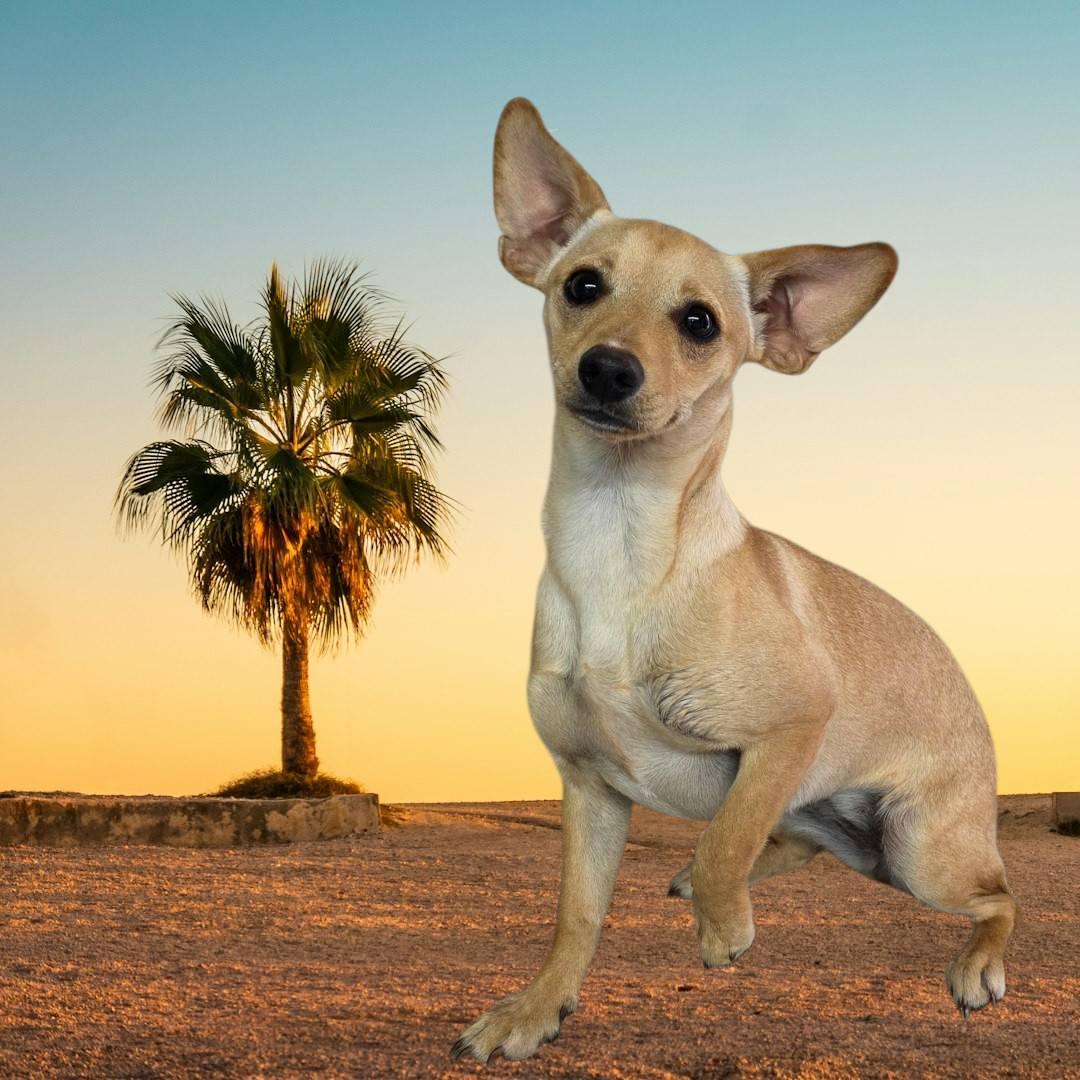 Sunshine, ADOPTABLE, Young Female Chihuahua.