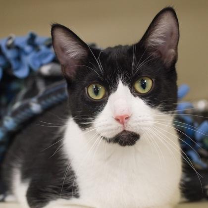 Enlarge Willow, a Adoptable Domestic Short Hair in Verona, WI image 1/3