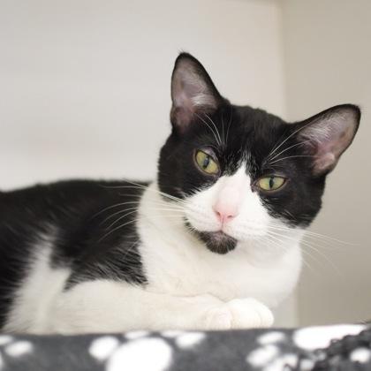 Enlarge Willow (bonded with Kimberly), a Adoptable Domestic Short Hair in Verona, WI image 1/4