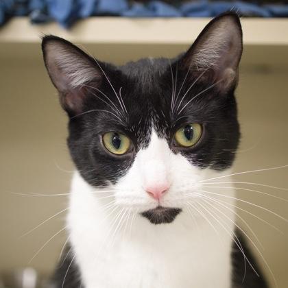 Enlarge Willow (bonded with Kimberly), a Adoptable Domestic Short Hair in Verona, WI image 1/3