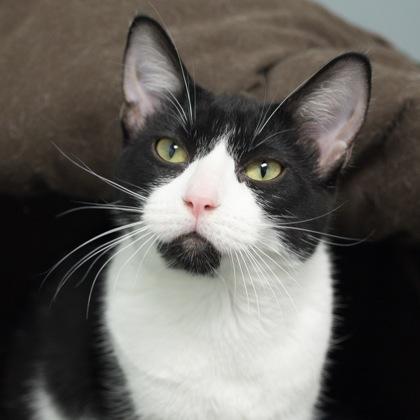 Enlarge Willow (bonded with Kimberly), a Adoptable Domestic Short Hair in Verona, WI image 2/4