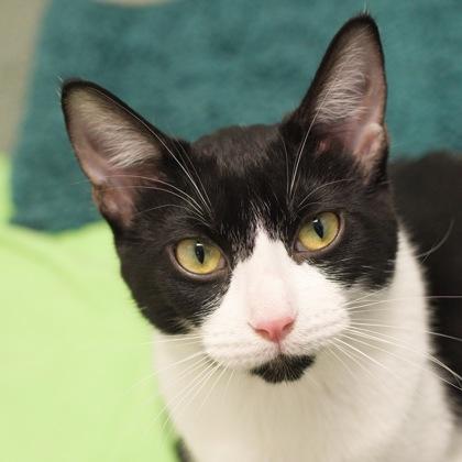 Willow, Adoptable, Kitten Female Domestic Short Hair & Domestic Short Hair.