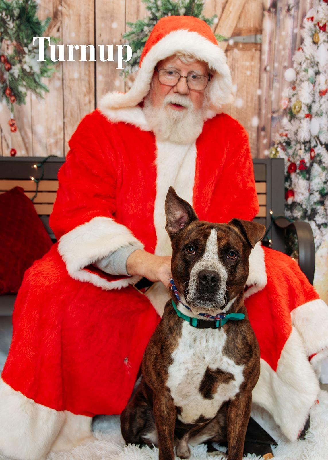 Enlarge Turnup, a Adoptable mixed breed in Oak Ridge, TN image 3/4