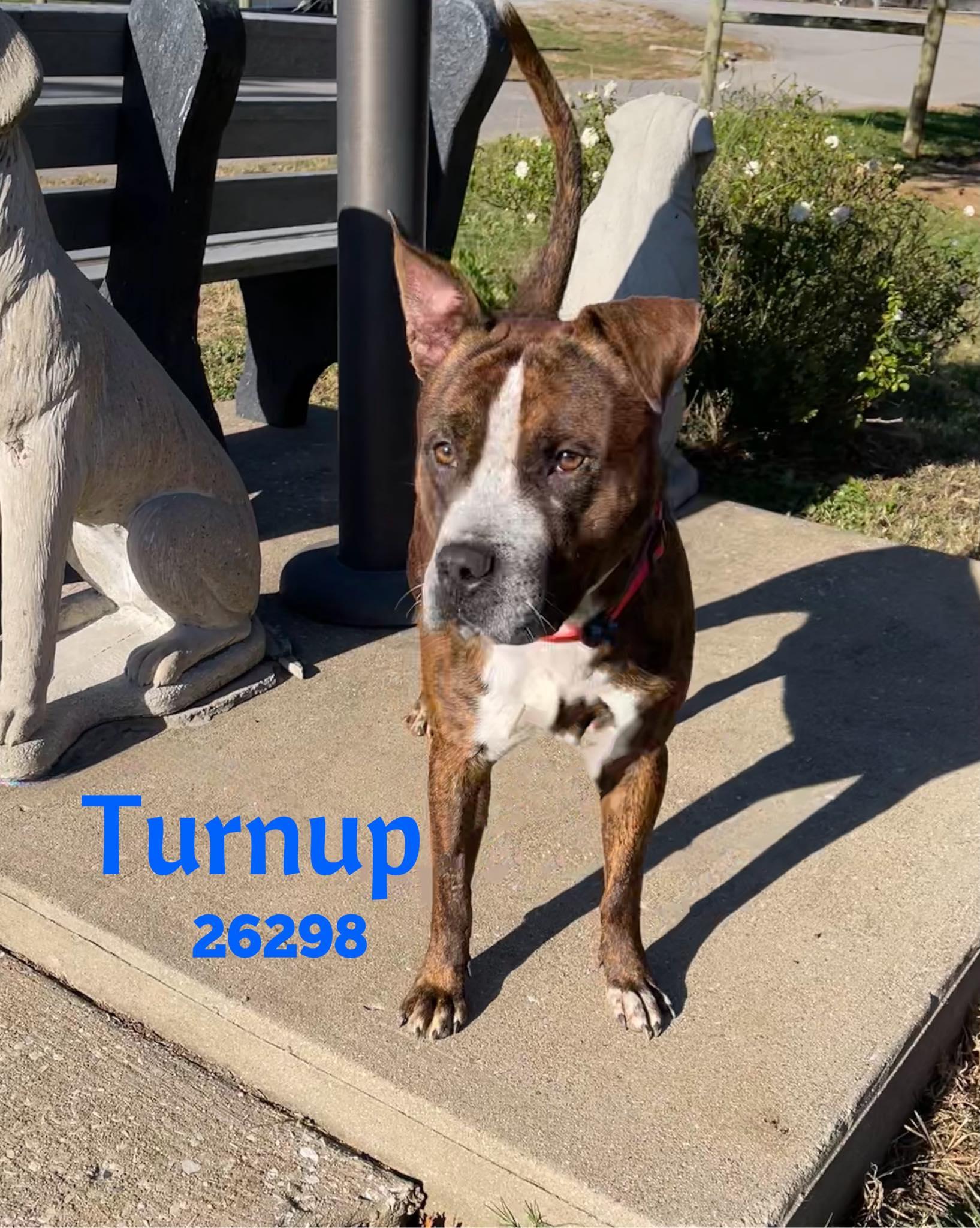 Turnup, Adoptable, Adult Male Boxer & Pit Bull Terrier.