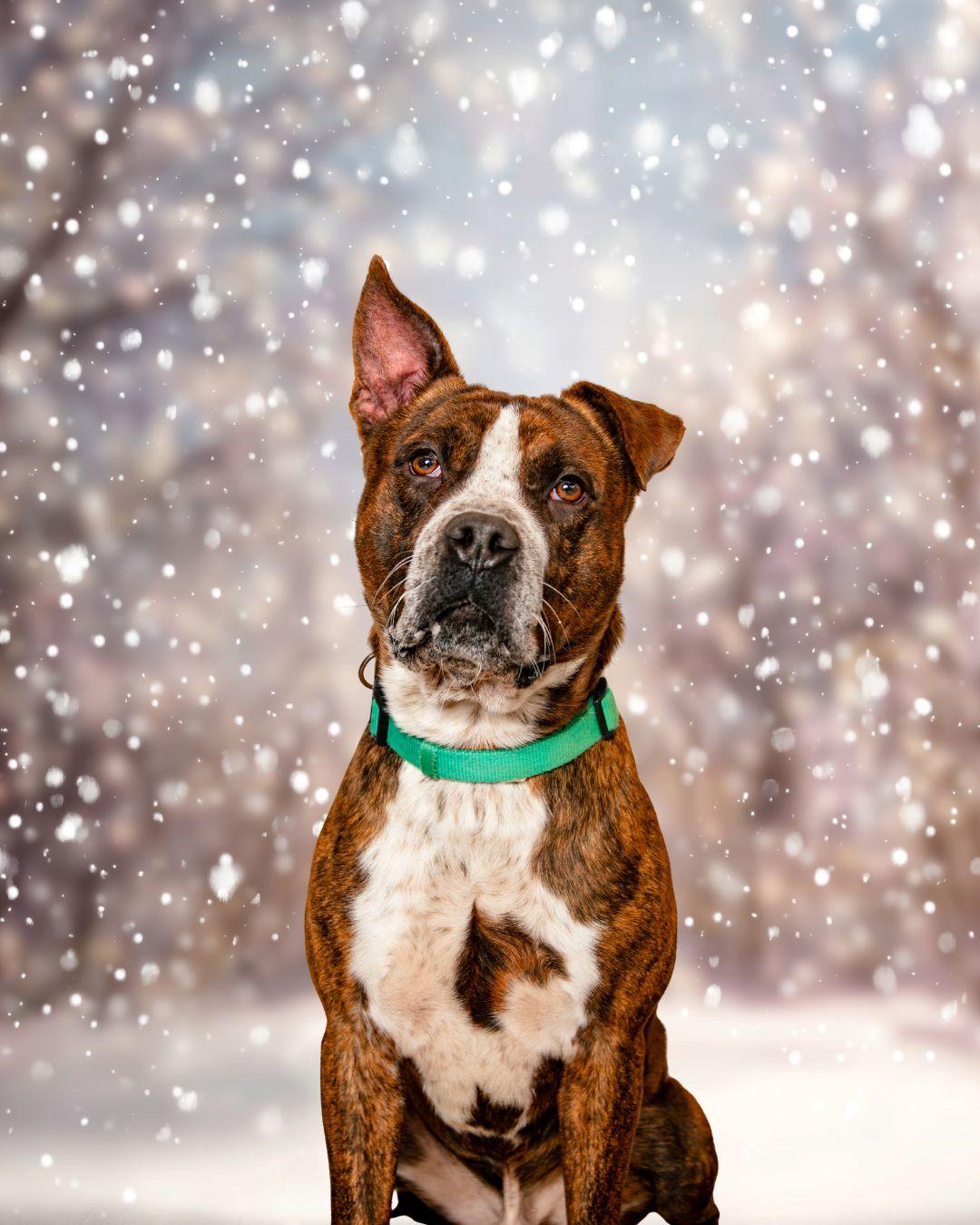 Enlarge Turnup, a Adoptable mixed breed in Oak Ridge, TN image 3/5