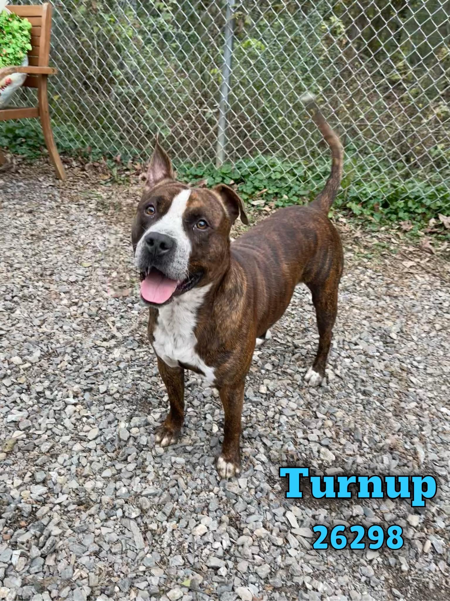 Enlarge Turnup, a Adoptable mixed breed in Oak Ridge, TN image 2/4
