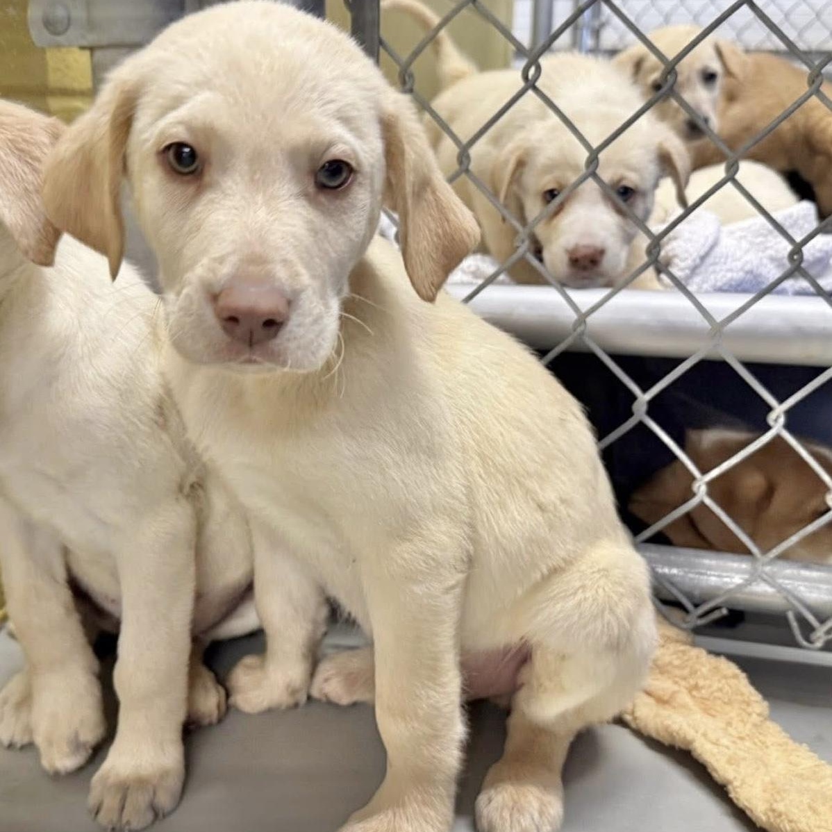 Fernly, Adoptable, Puppy Male Labrador Retriever & Mixed Breed.
