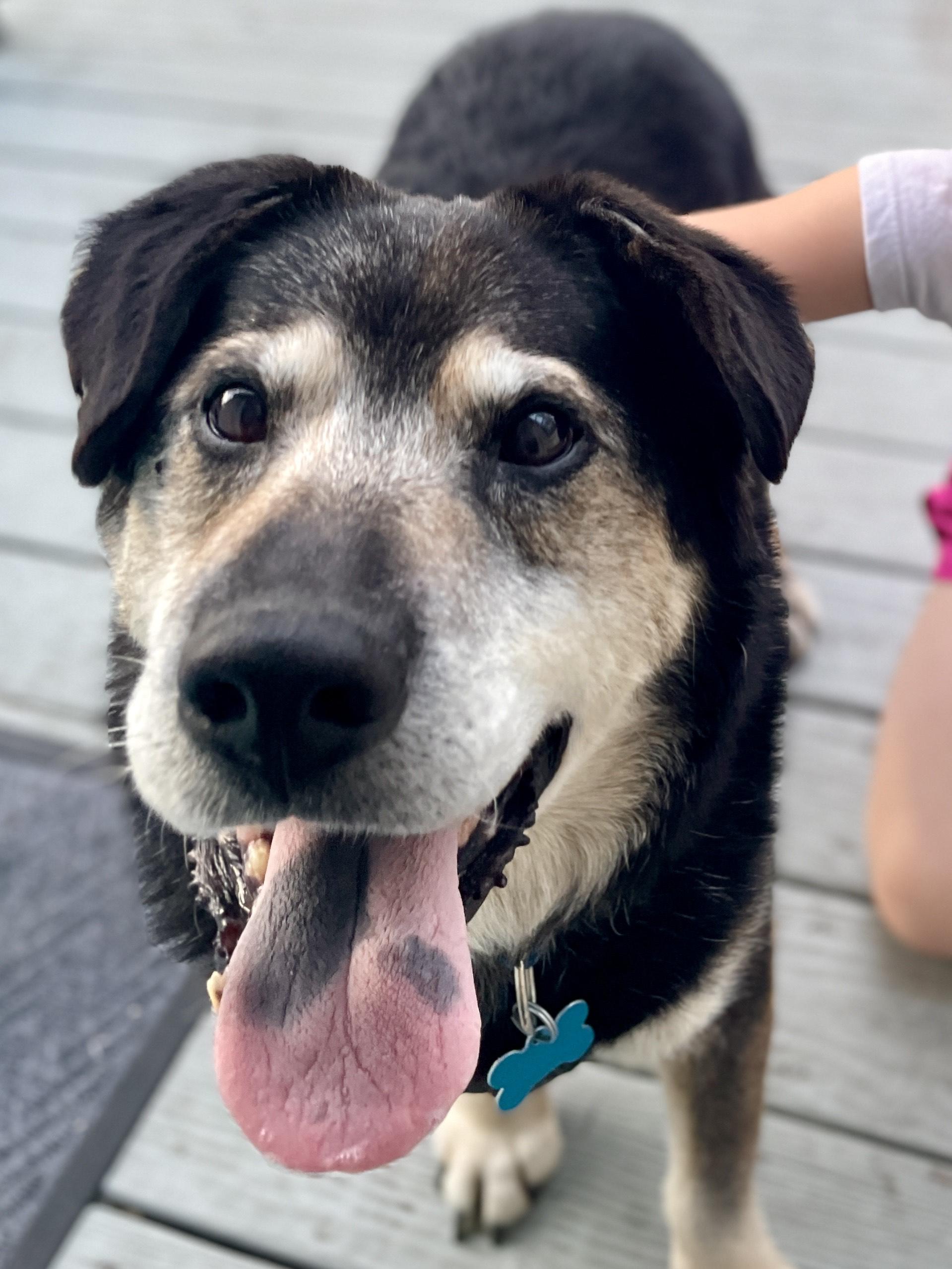 Bear, a Adoptable mixed breed in DeKalb, IL image 3/6