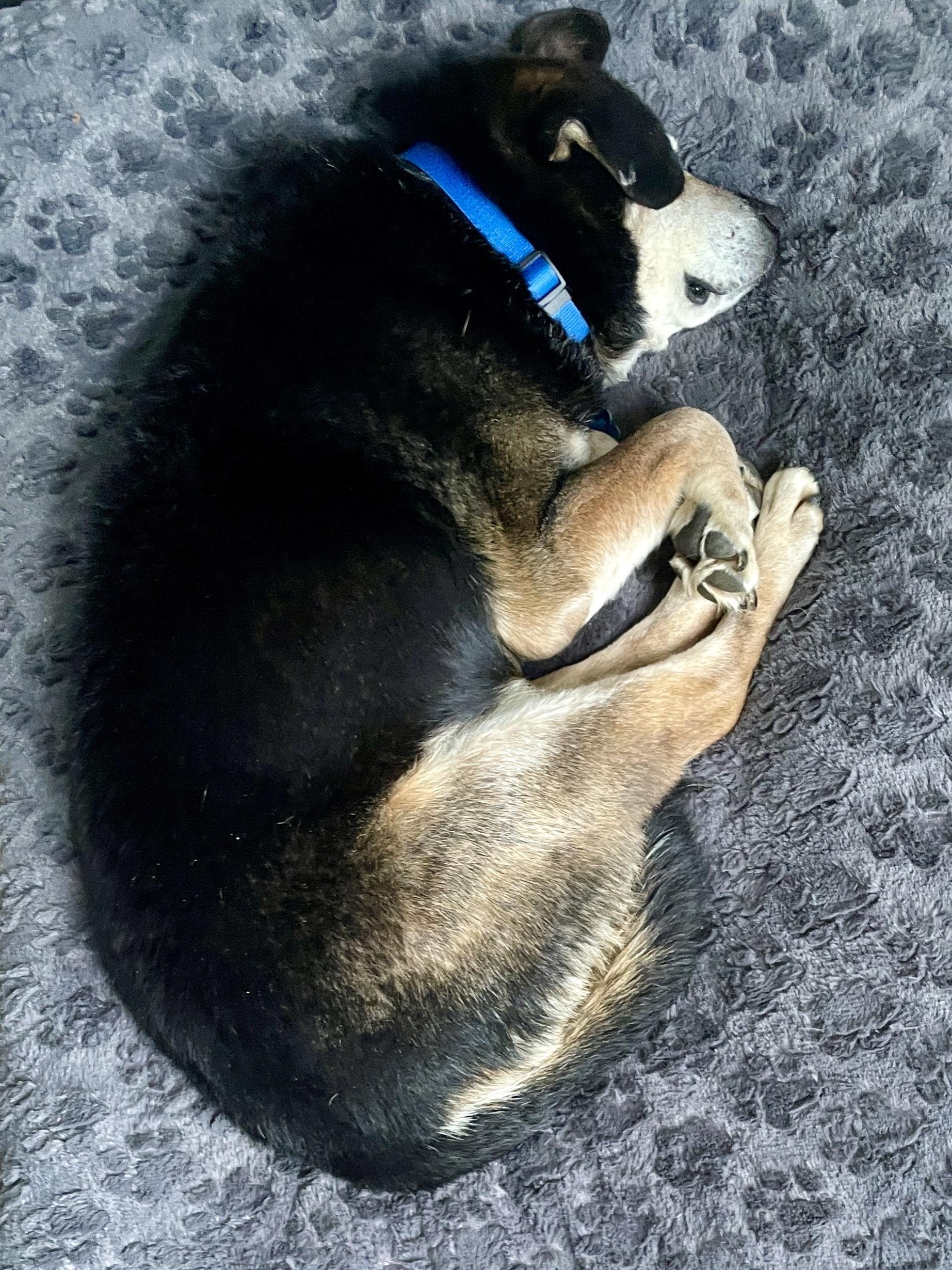 Bear, a Adoptable mixed breed in DeKalb, IL image 5/6