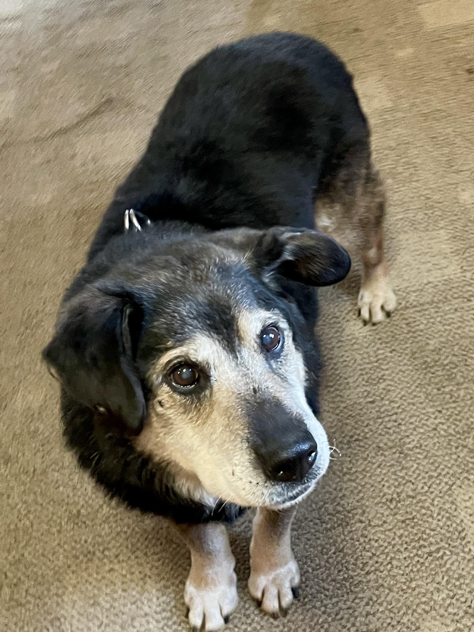 Bear, a Adoptable mixed breed in DeKalb, IL image 6/6