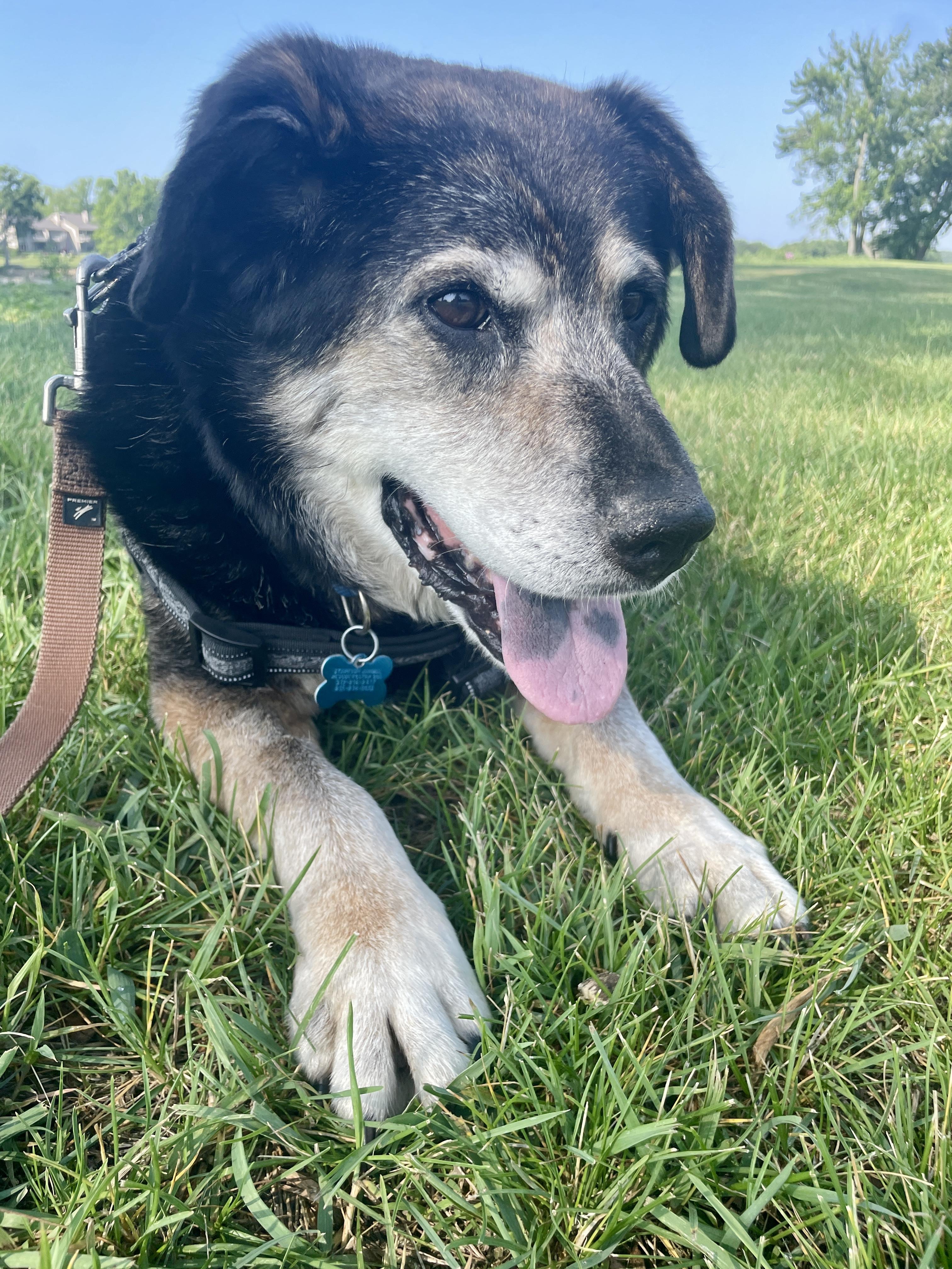 Bear, a Adoptable mixed breed in DeKalb, IL image 1/6