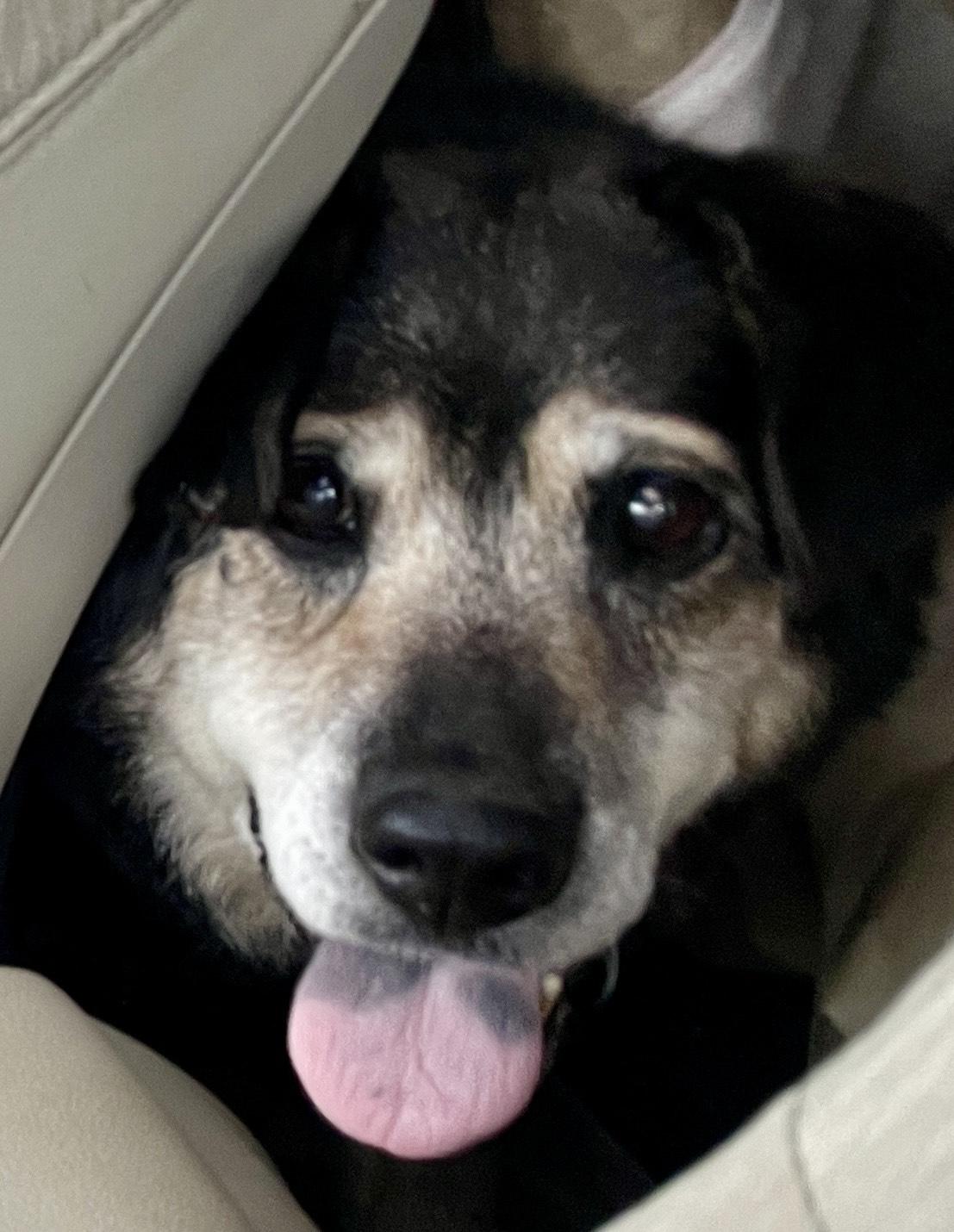 Bear, a Adoptable mixed breed in DeKalb, IL image 2/6