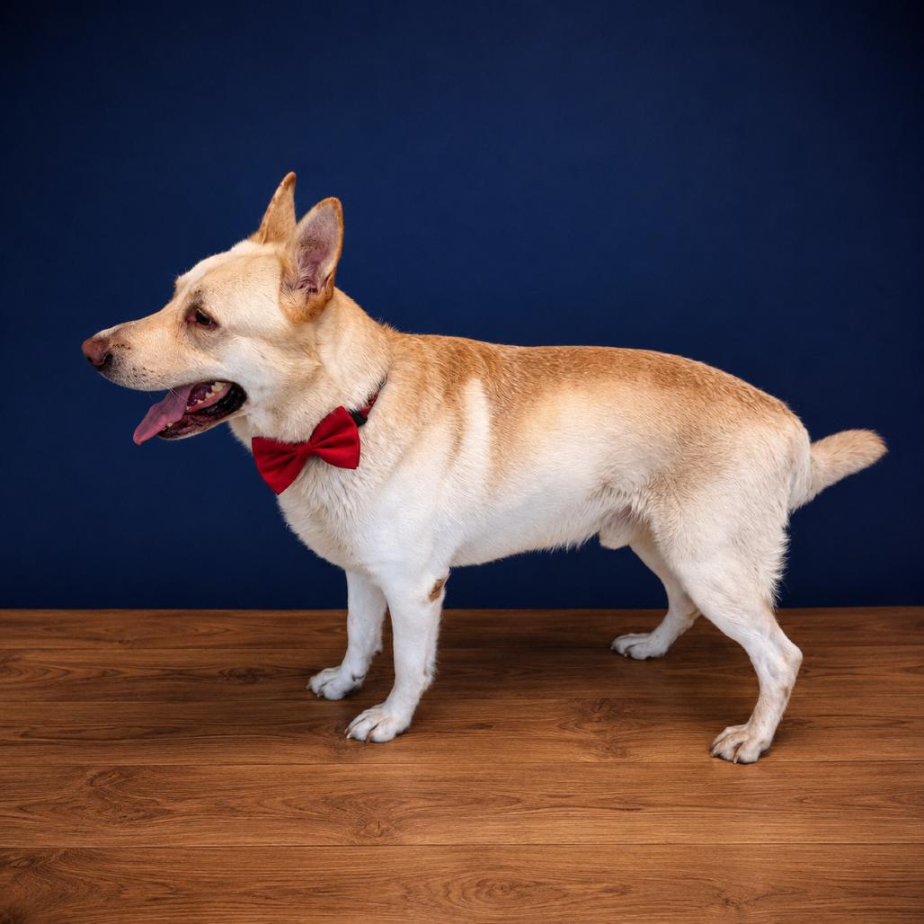 Enlarge Ivan, a Adoptable mixed breed in Binghamton, NY image 1/5