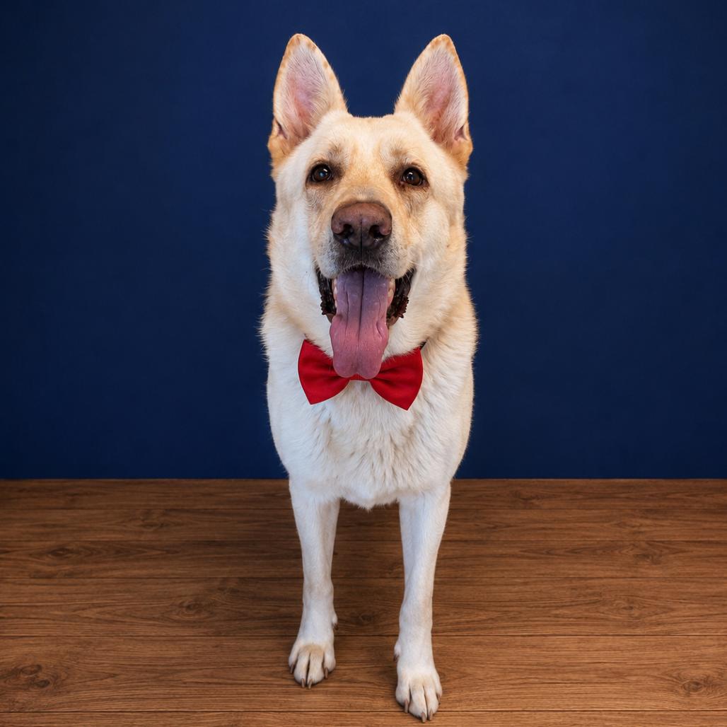 Enlarge Ivan, a Adoptable mixed breed in Binghamton, NY image 2/5