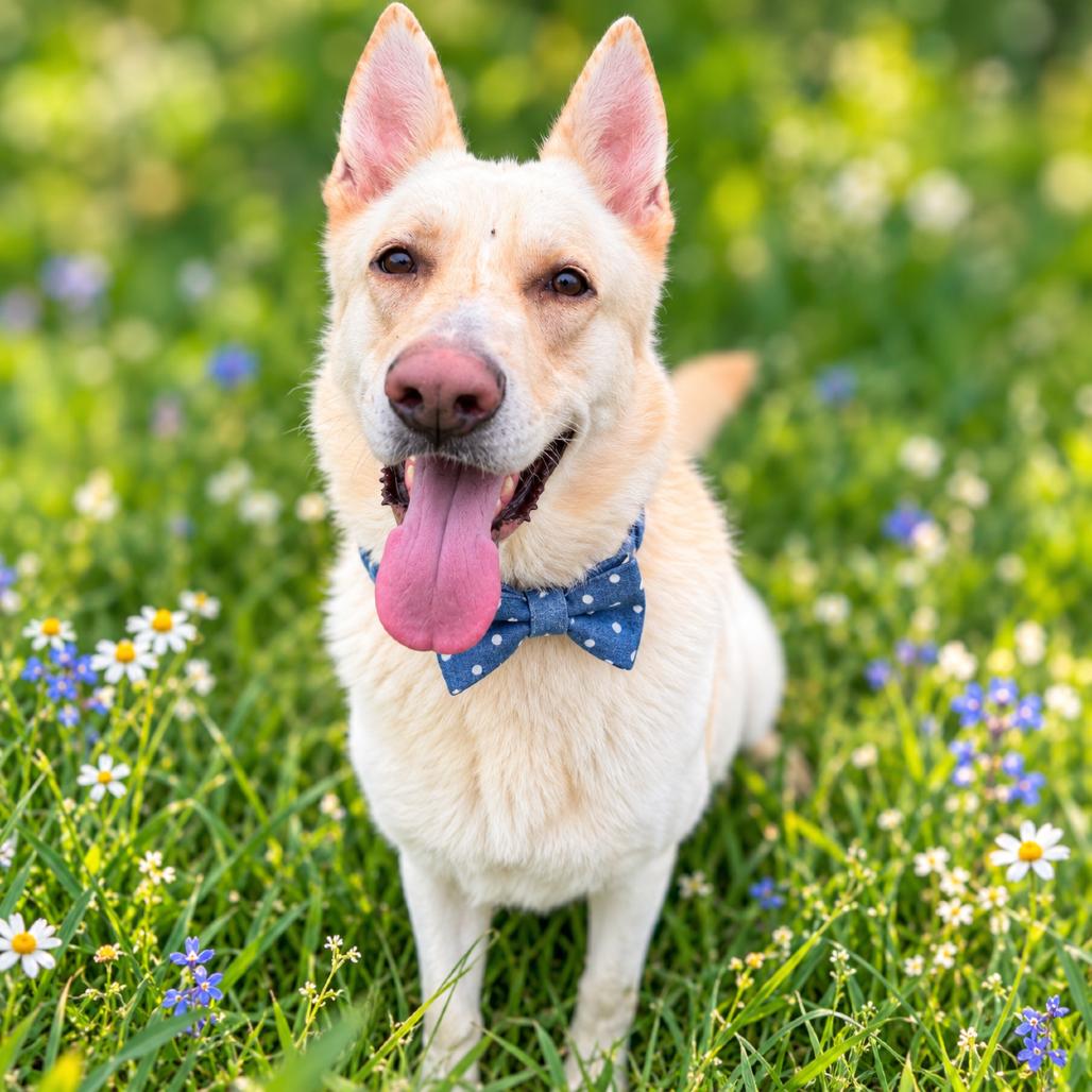 Enlarge Ivan, a Adoptable mixed breed in Binghamton, NY image 3/6