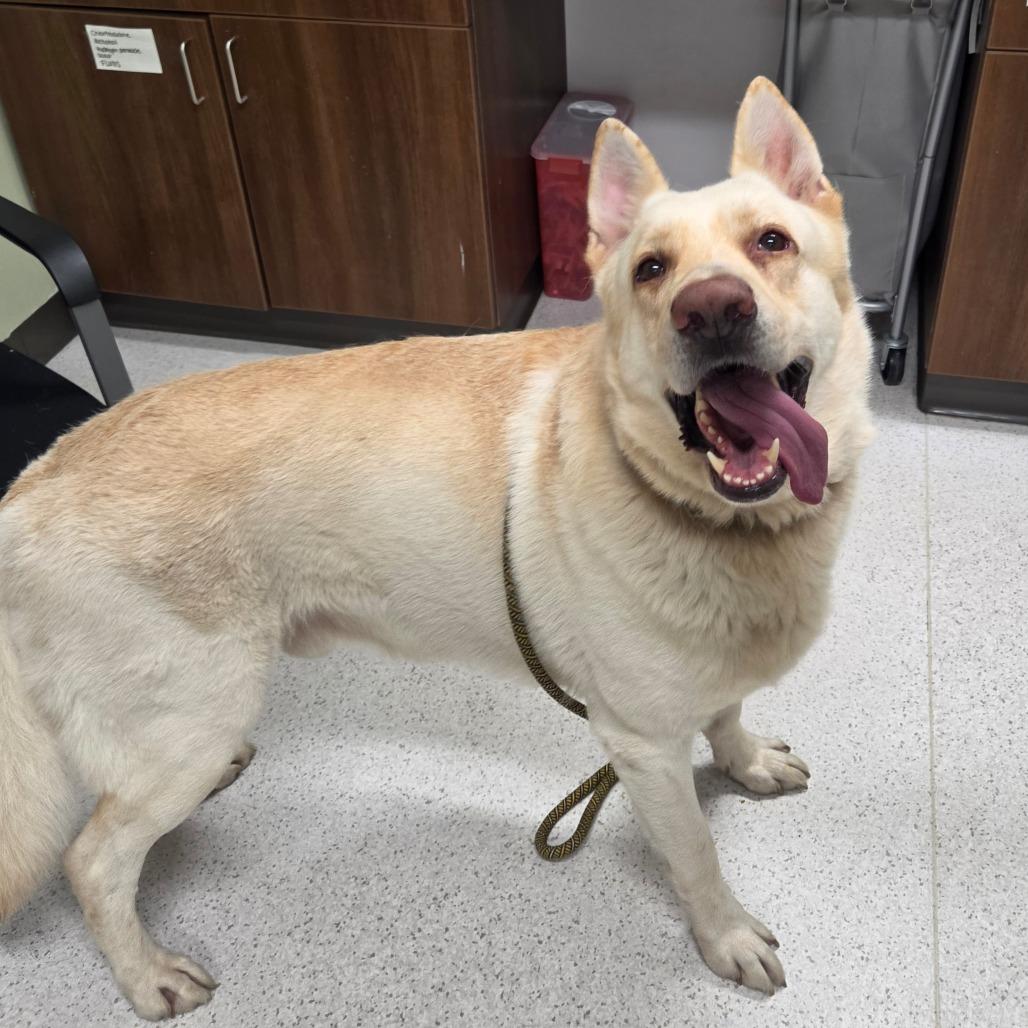 Enlarge Ivan, a Adoptable mixed breed in Binghamton, NY image 3/5
