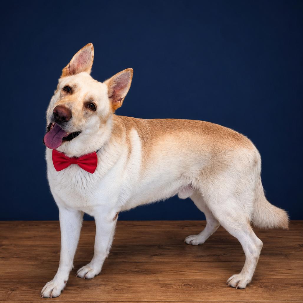 Enlarge Ivan, a Adoptable mixed breed in Binghamton, NY image 4/5