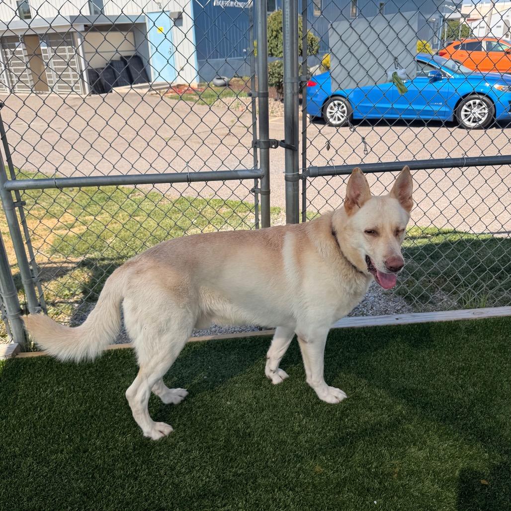 Enlarge Ivan, a Adoptable mixed breed in Binghamton, NY image 5/5