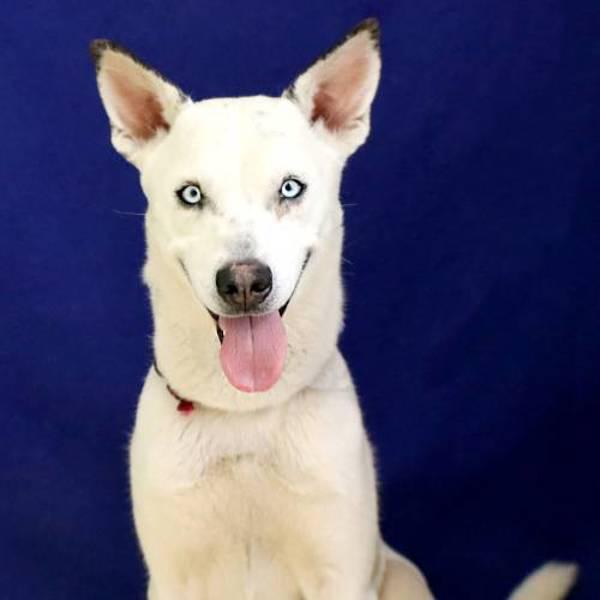 Enlarge Booker T, a Adoptable mixed breed in Fort Davis, TX image 1/3