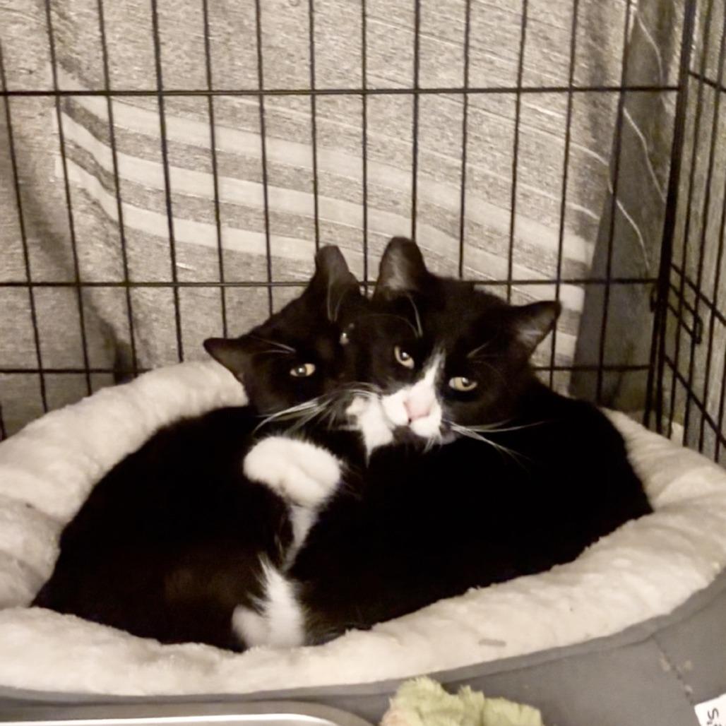 Enlarge Penny, a Adoptable Domestic Short Hair in Oakland, CA image 1/3