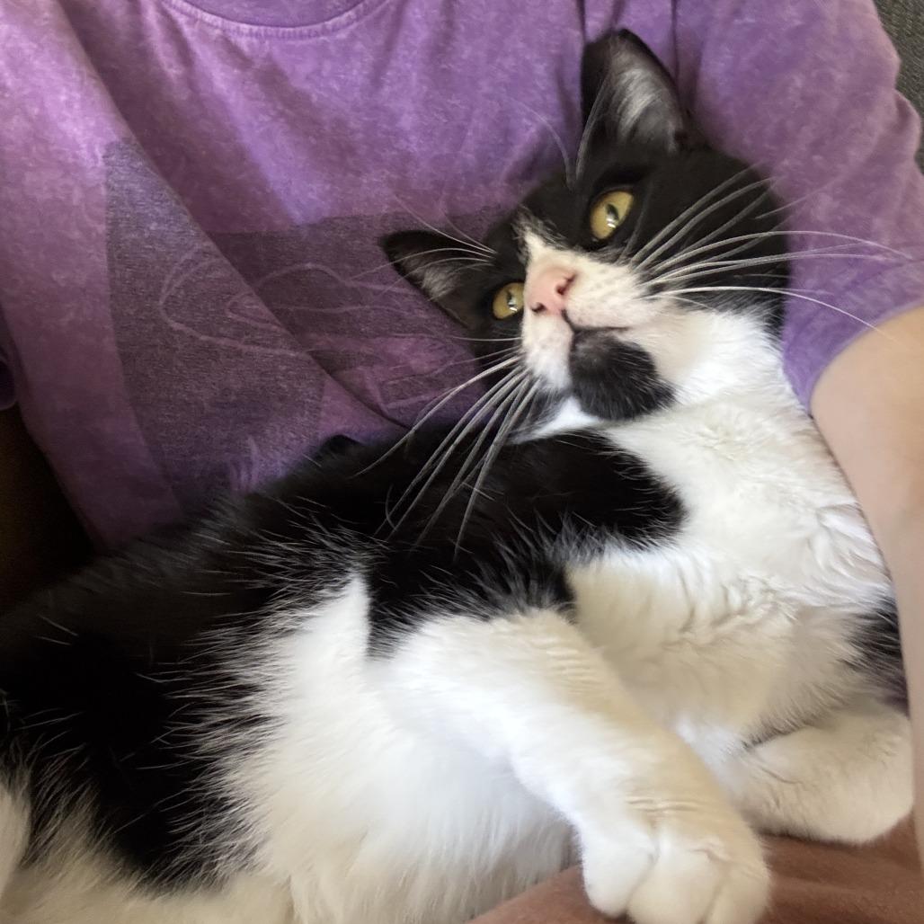 Enlarge Penny, a Adoptable Domestic Short Hair in Oakland, CA image 2/3