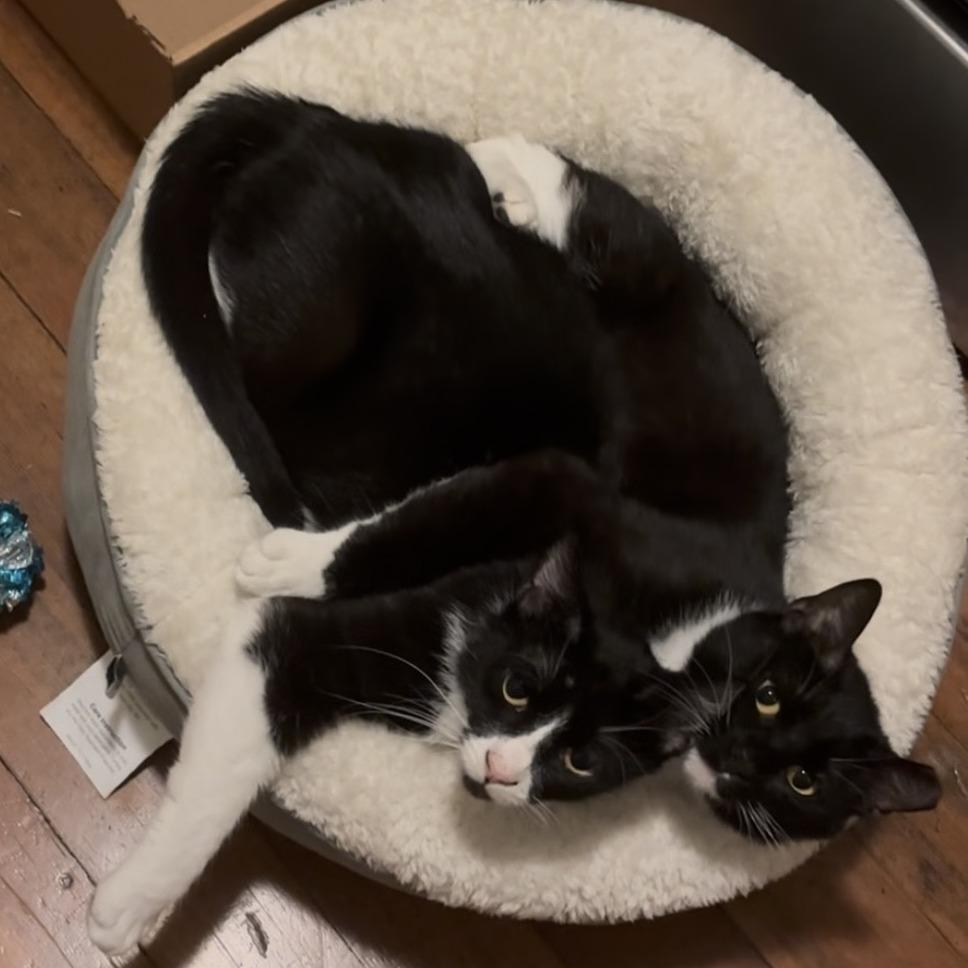 Enlarge Penny, a Adoptable Domestic Short Hair in Oakland, CA image 3/3