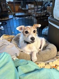 Enlarge Ginger, a Adoptable Jack Russell Terrier in Cloverdale, IN image 1/5