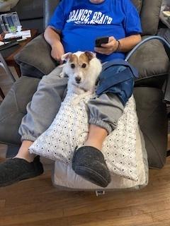 Enlarge Ginger, a Adoptable Jack Russell Terrier in Cloverdale, IN image 2/5