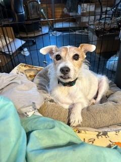 Enlarge Ginger, a Adoptable Jack Russell Terrier in Cloverdale, IN image 3/5