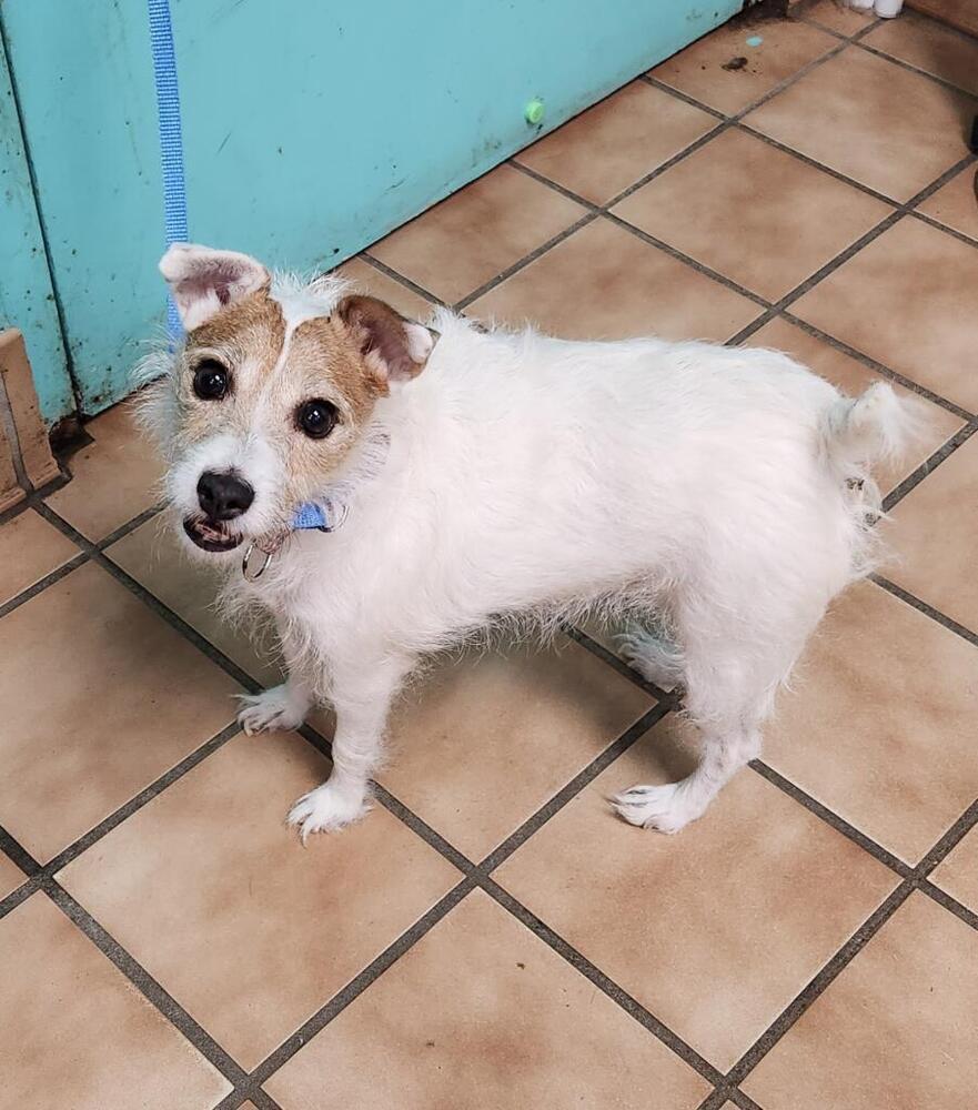 Enlarge Ginger, a Adoptable Jack Russell Terrier in Cloverdale, IN image 4/5