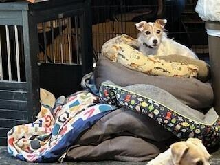 Enlarge Ginger, a Adoptable Jack Russell Terrier in Cloverdale, IN image 5/5