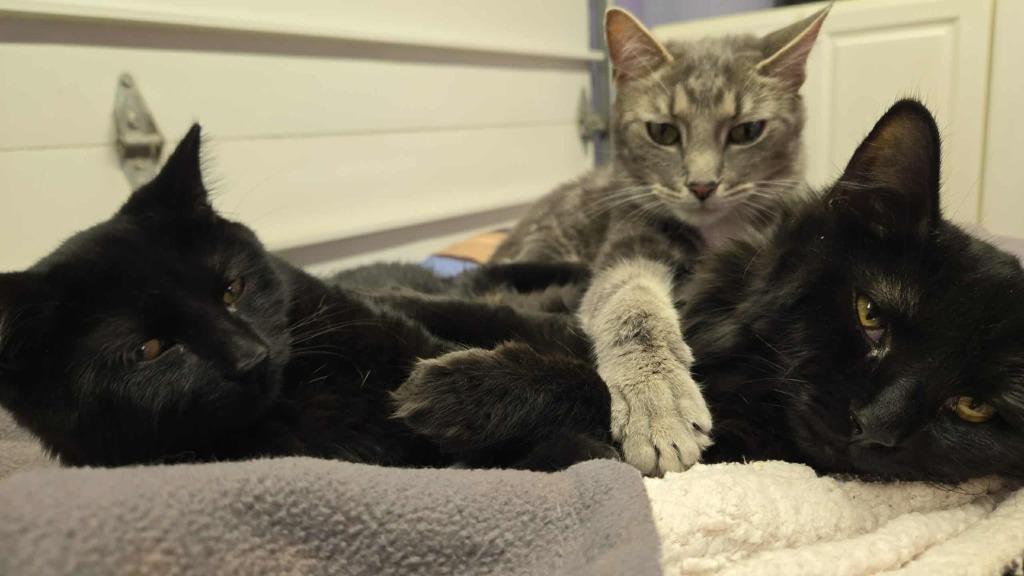 Stitch, Adoptable, Young Male American Shorthair.