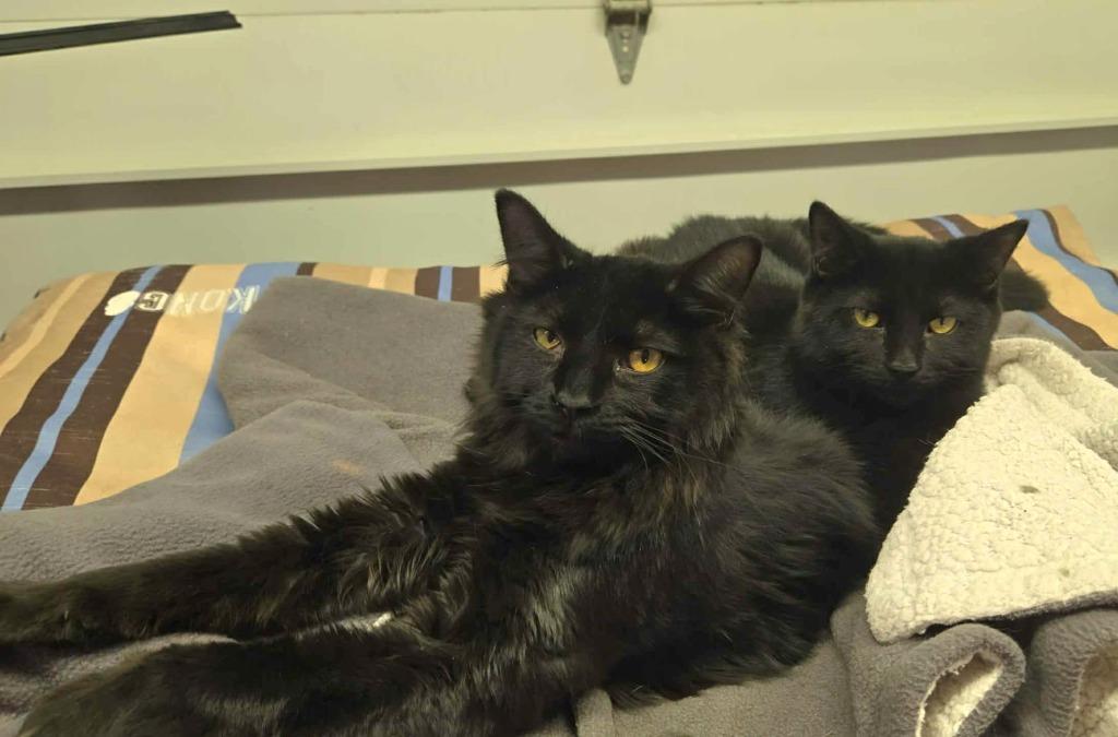 Enlarge Stitch, a Adoptable American Shorthair in Hagaman, NY image 3/5