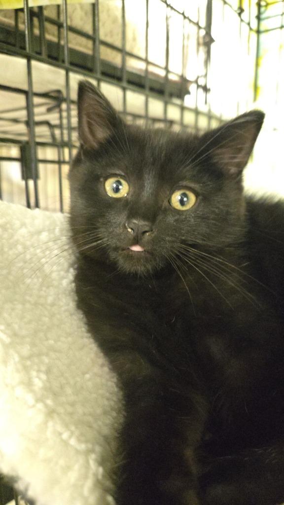 Enlarge Stitch, a Adoptable American Shorthair in Hagaman, NY image 4/5