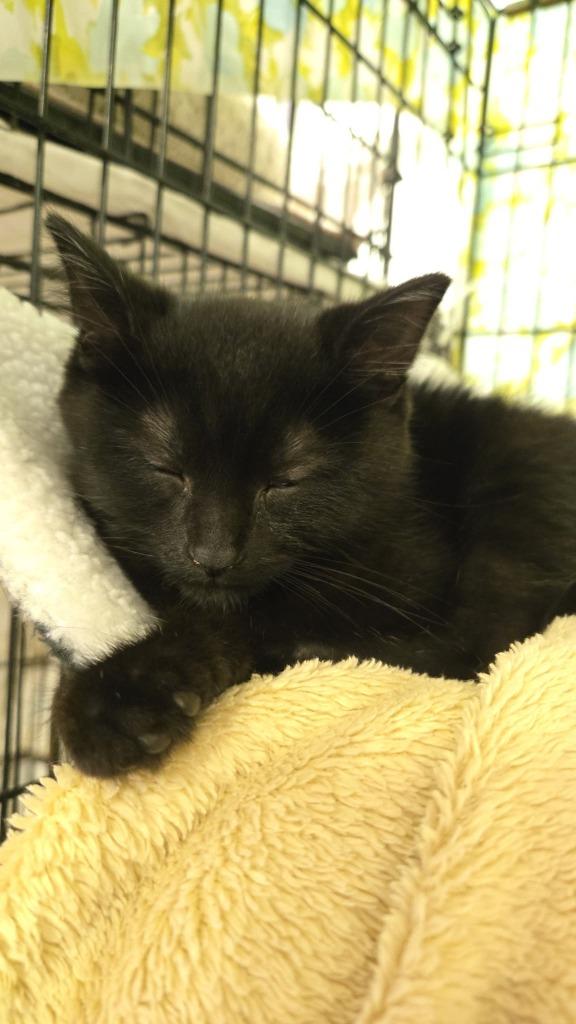 Enlarge Stitch, a Adoptable American Shorthair in Hagaman, NY image 5/5