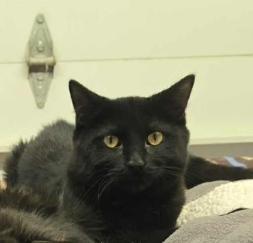 Enlarge Stitch, a Adoptable American Shorthair in Hagaman, NY image 4/5