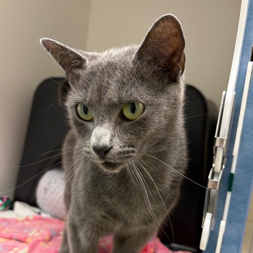 Sassafras, Adoptable, Young Female Domestic Short Hair.