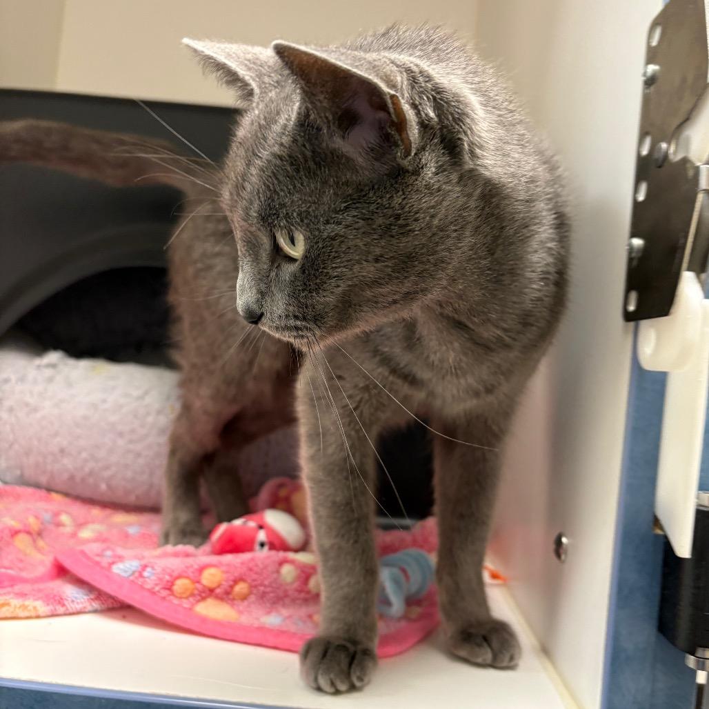 Enlarge Sassafras, a Adoptable Domestic Short Hair in Nashville, TN image 3/3