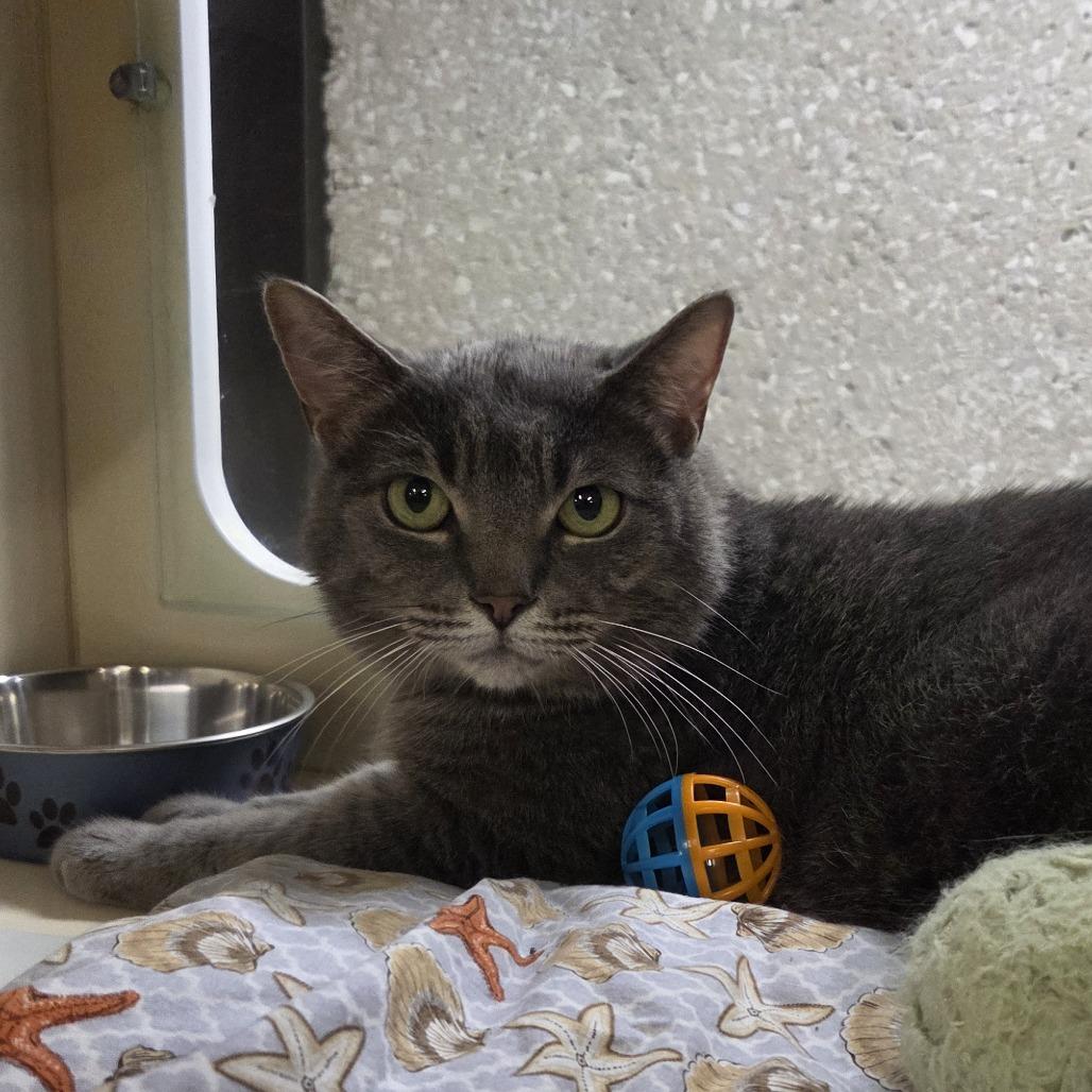 Enlarge Lex, a Adoptable Domestic Short Hair in Hinsdale, IL image 1/1