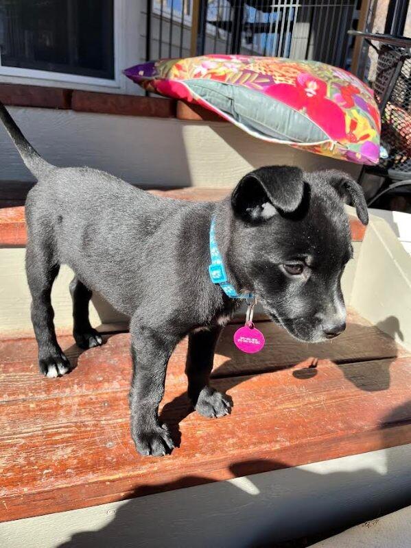 Leah, Adoptable, Puppy Female Cattle Dog & Mixed Breed.