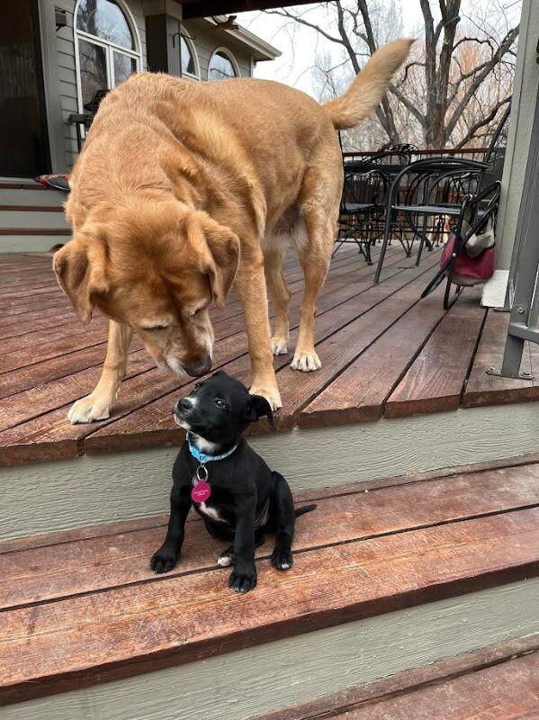 Enlarge Leah, a Adoptable mixed breed in Fort Collins, CO image 2/6