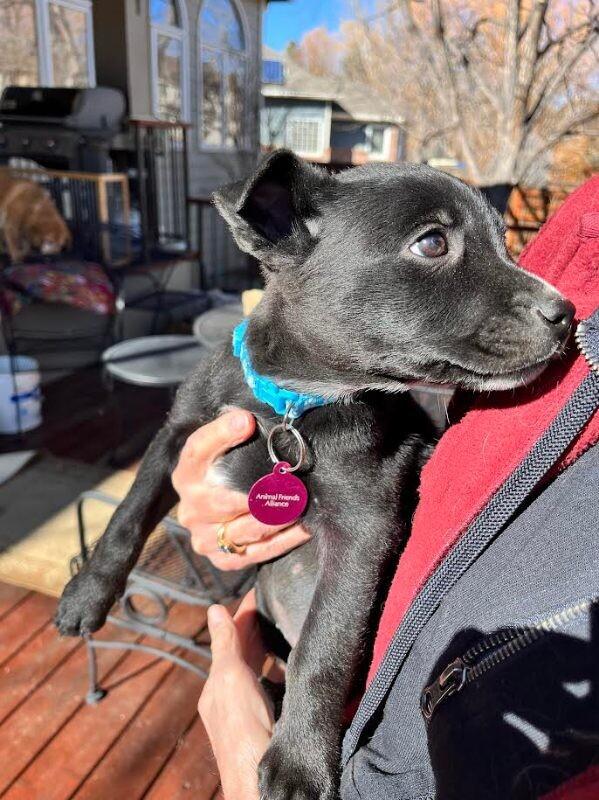 Enlarge Leah, a Adoptable mixed breed in Fort Collins, CO image 4/6