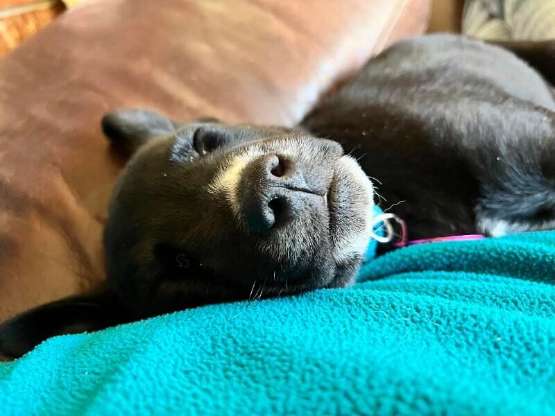 Enlarge Leah, a Adoptable mixed breed in Fort Collins, CO image 5/6